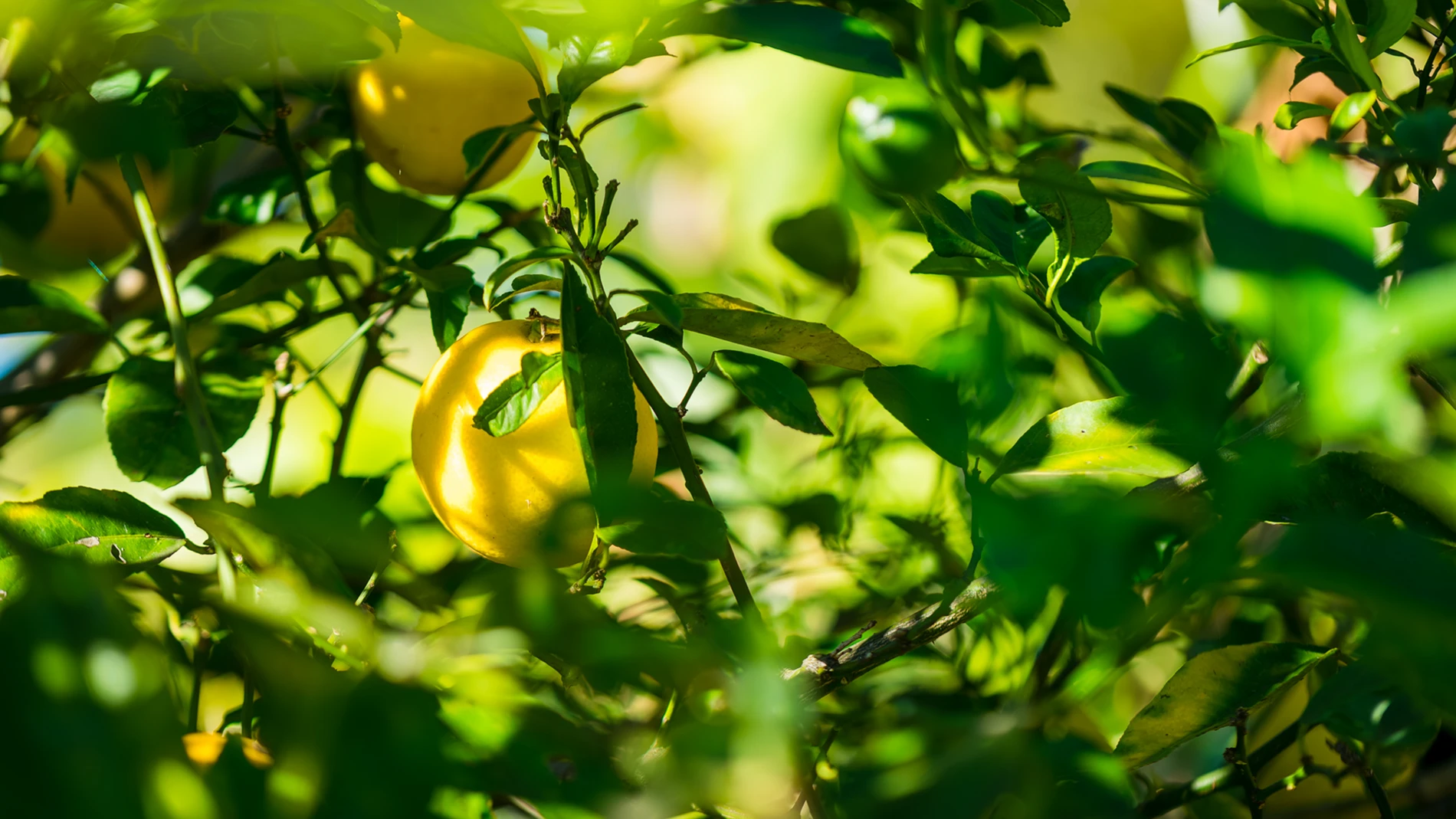 Giving Back Through Photography: A Day At Warrawong'S Green Connect Farm 1 Lemon Tree With Ripe Lemons And Green Leaves In Sunlight.