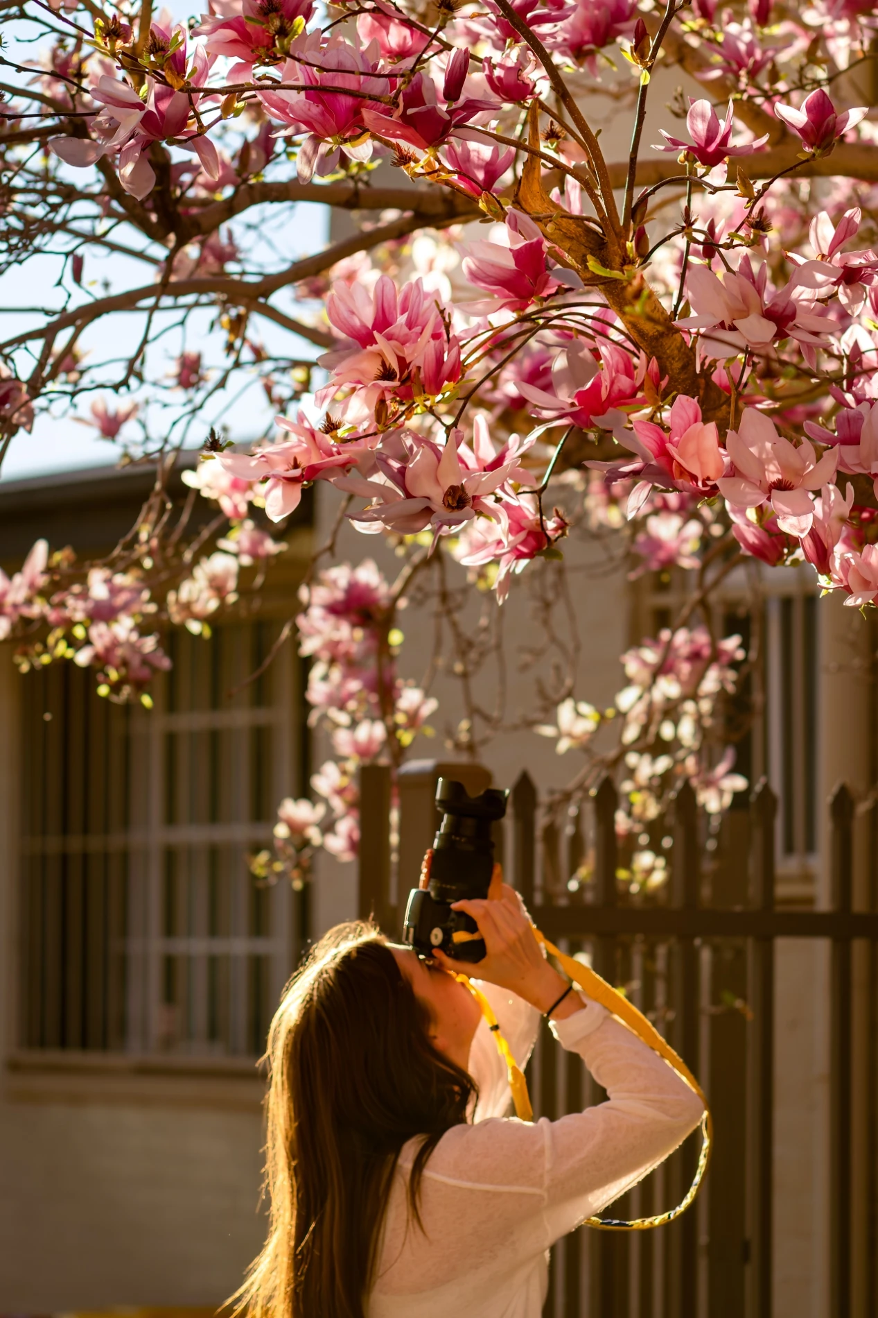 Person Photographing Magnolia Flowers Near A Fence In A Sunlit Area.