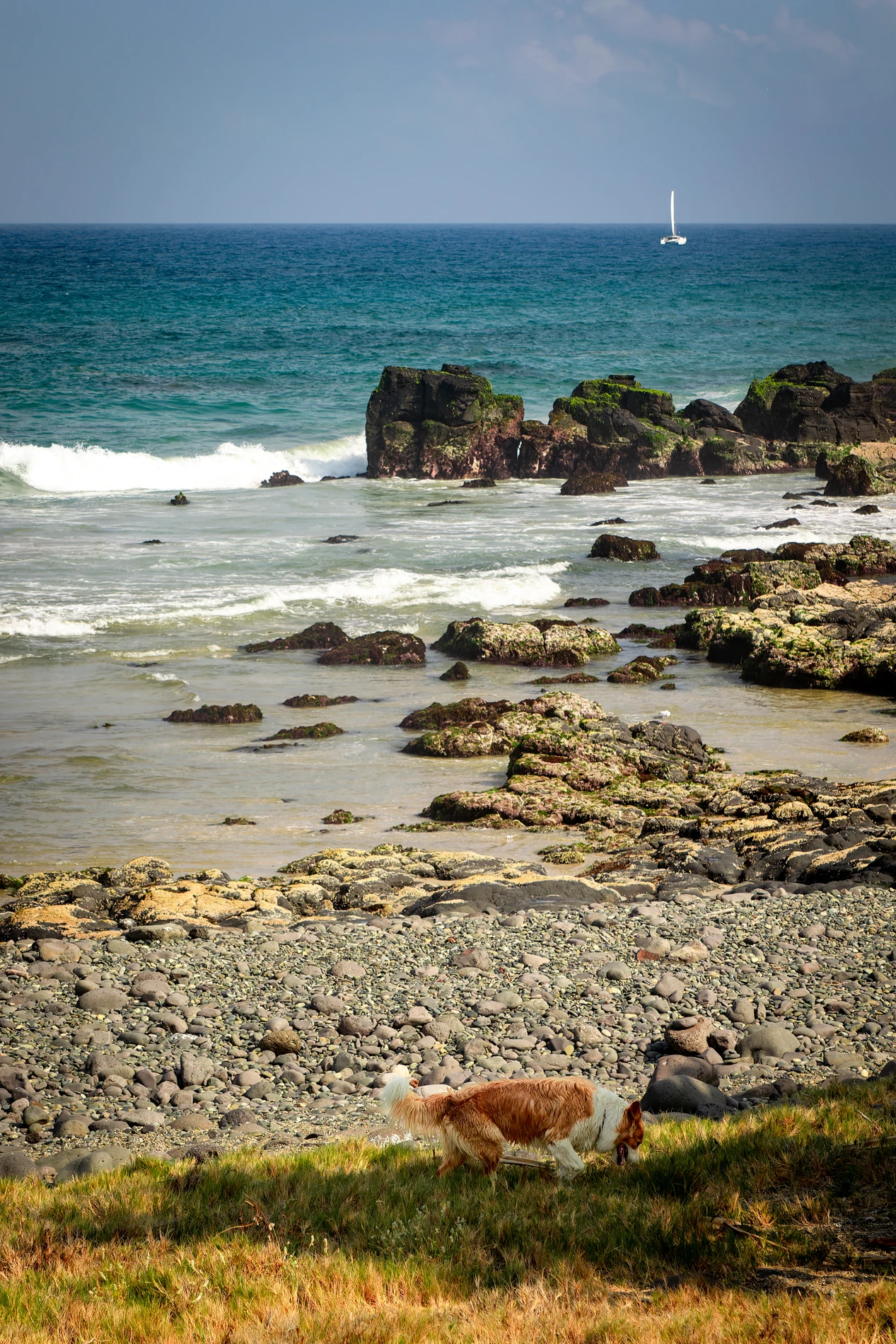 Rocky Shoreline With Crashing Waves, A Dog On Grassy Area, Sailboat On Horizon Under Clear Sky.