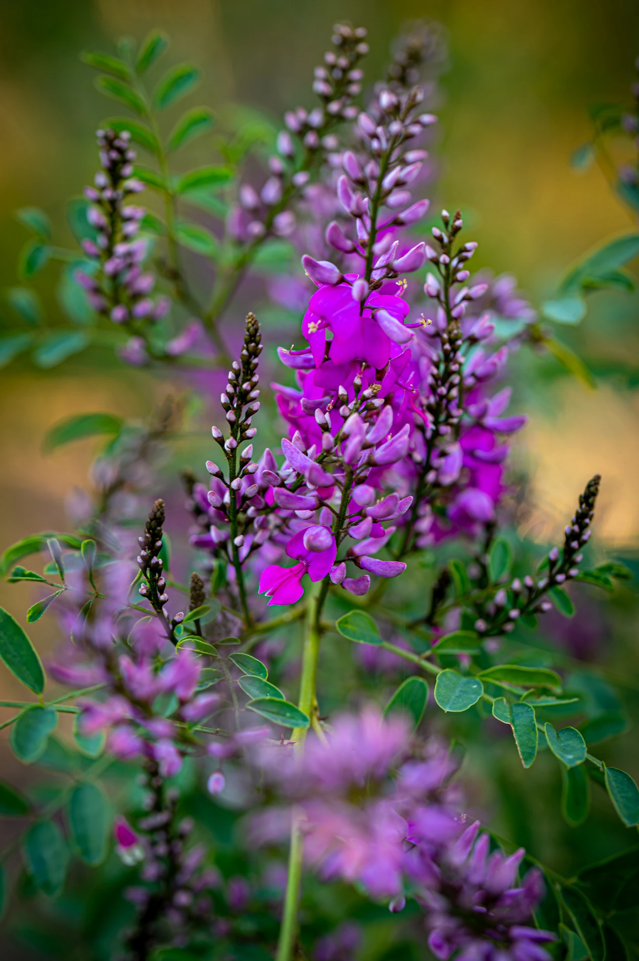 Photographers, Don’t Fear The Winter Lull... Use It To Fuel Your Creative Growth 2 Vibrant Purple Flowering Plant With Green Leaves And A Softly Blurred Background.
