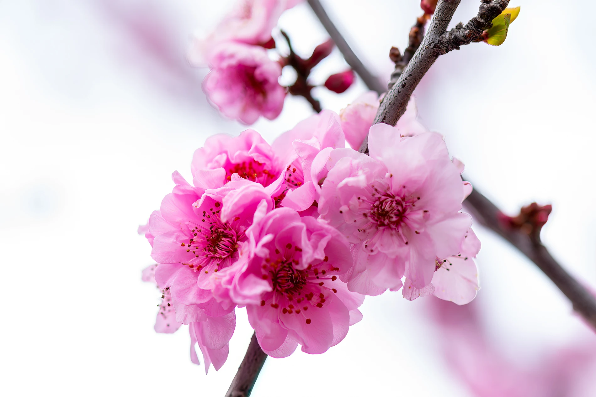 Vibrant Pink Cherry Blossoms On A Tree Branch With A Soft, Blurred Background.