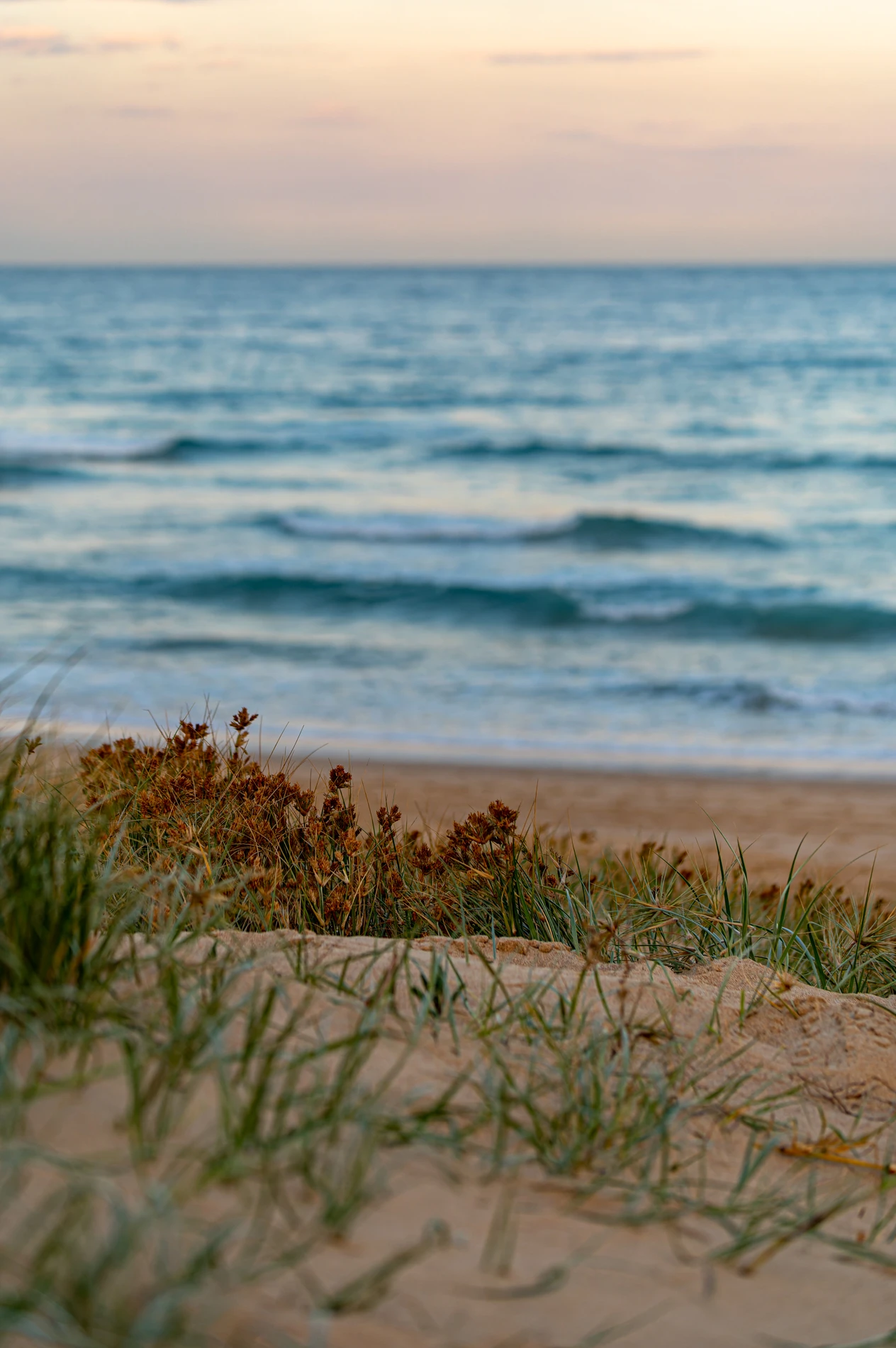 Sandy Beach With Grass And Shrubs Overlooks Calm Ocean, Gentle Waves, Soft-Colored Sky.
