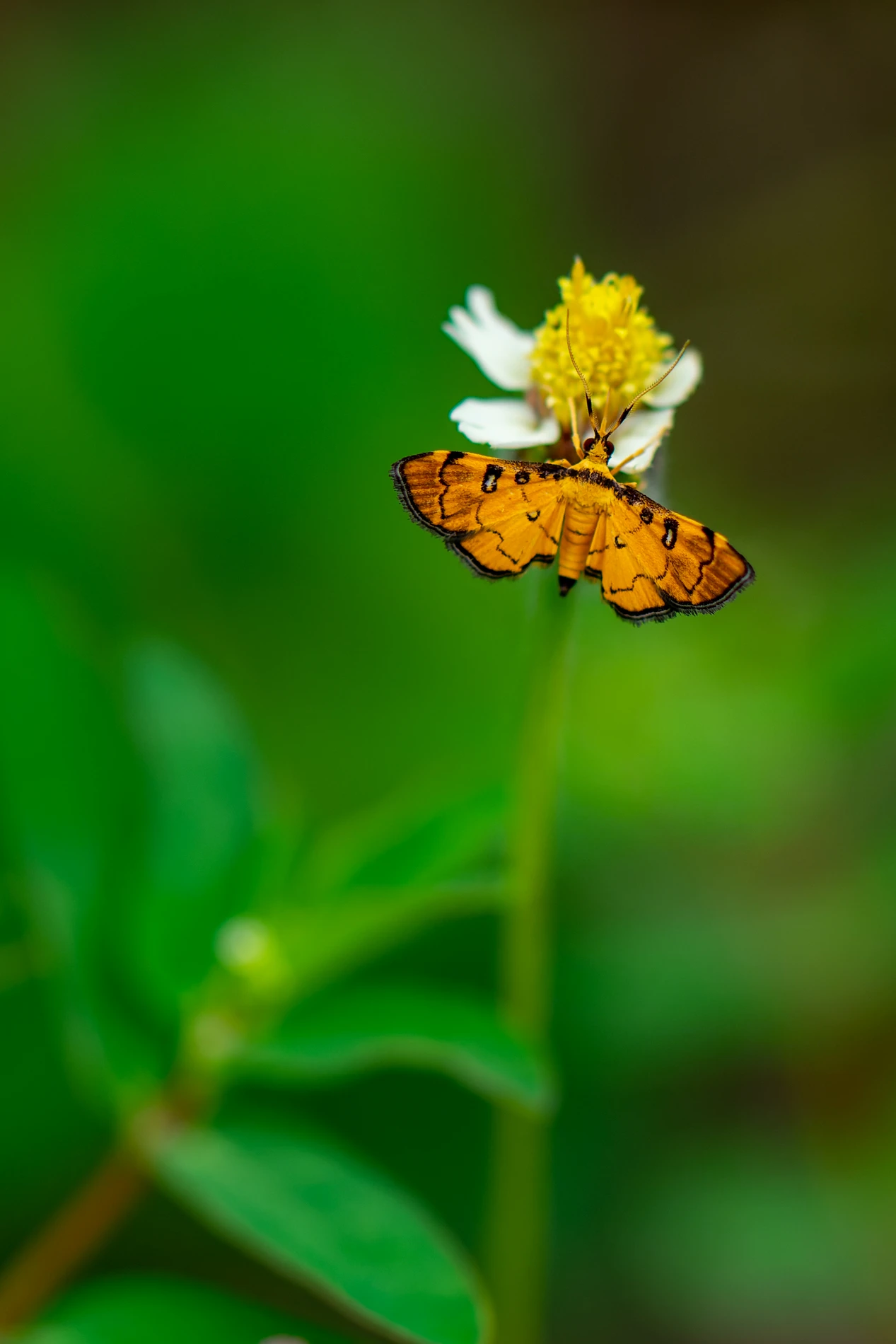 Orange Butterfly With Black Markings On A White And Yellow Flower, Green Blurred Background.