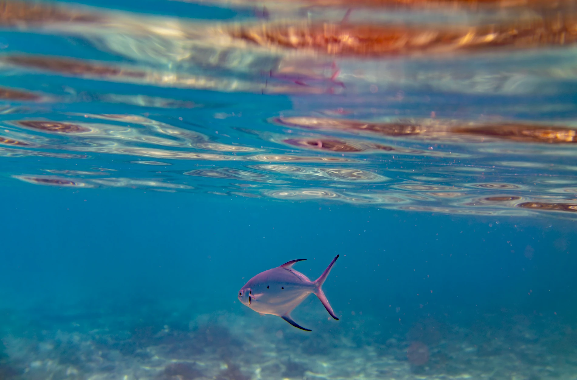 Underwater View Of A Fish Near The Surface With Clear Water, Blue And Warm Reflections.