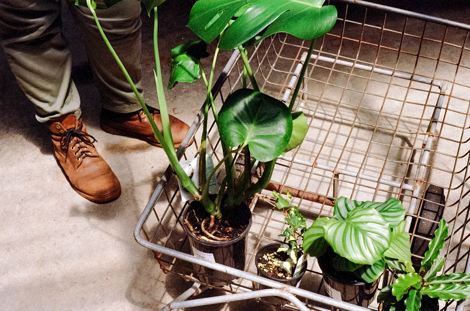Person In Brown Shoes Next To Shopping Trolley With Potted Green Plants On Concrete Floor.