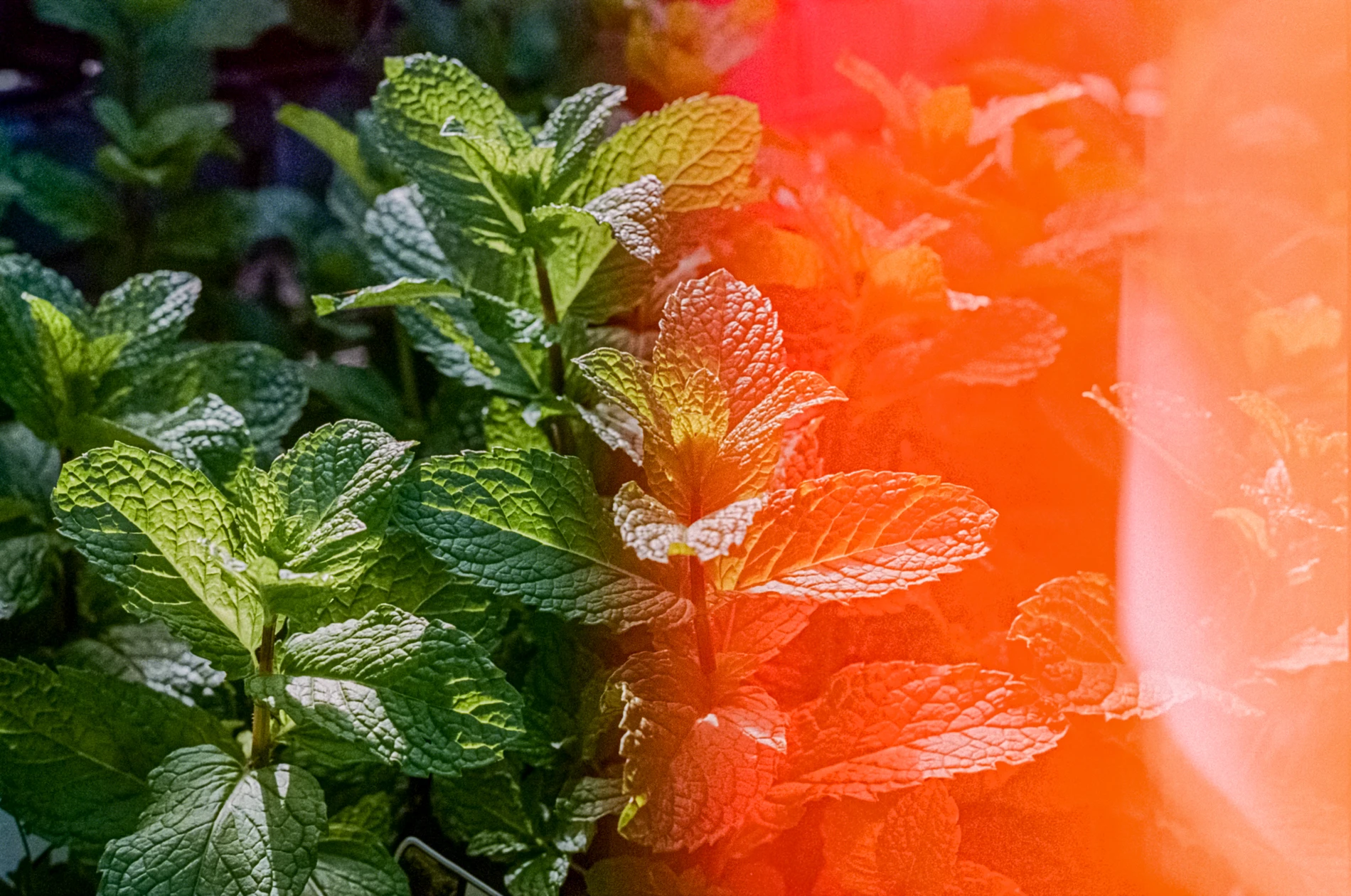 Sunlit Green Mint Leaves With A Red-Orange Light Leak On The Right Side Of The Image.