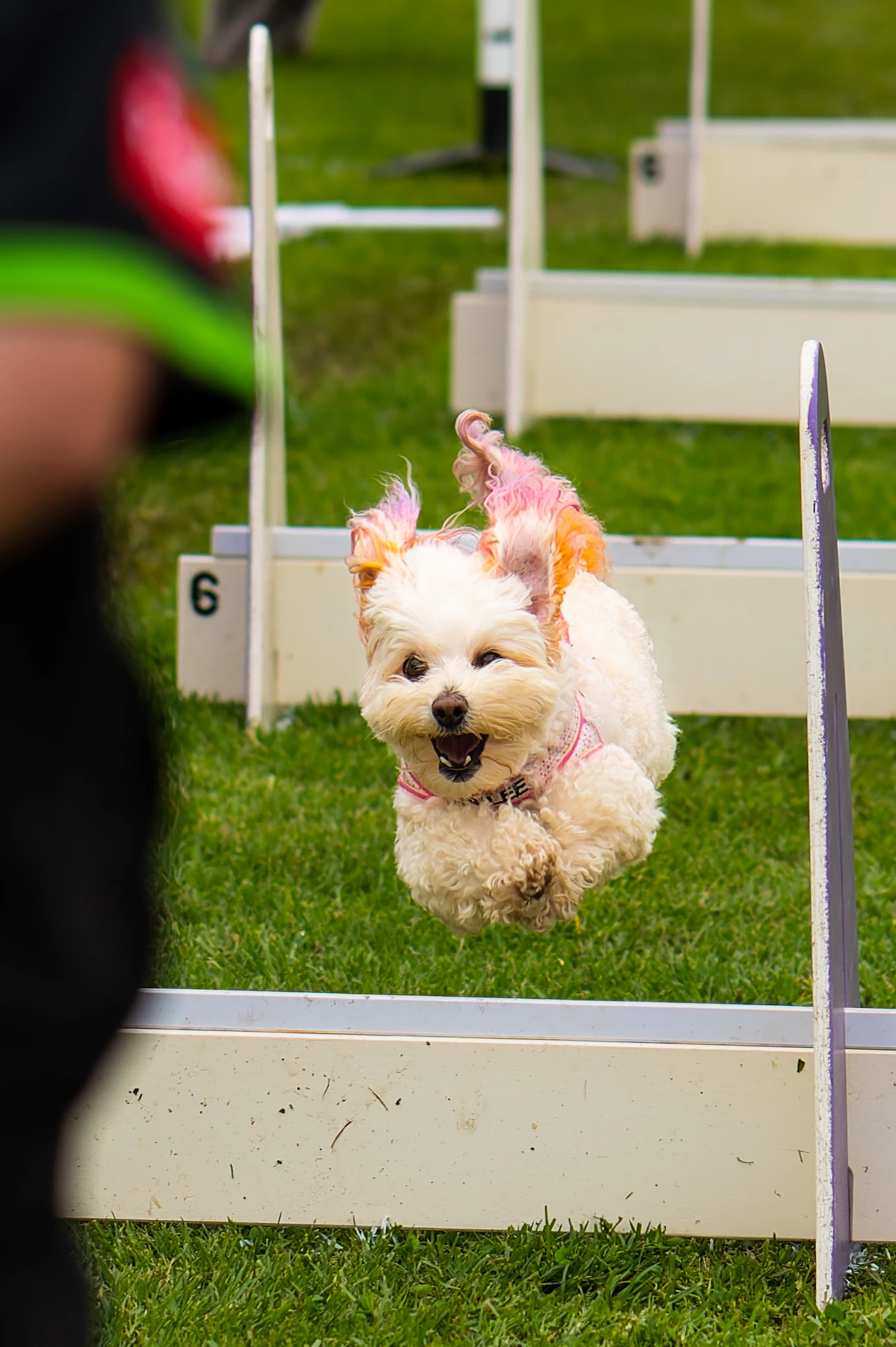 Small Fluffy Dog With PinkTipped Ears Jumping Over An Agility Hurdle On Grassy Field.