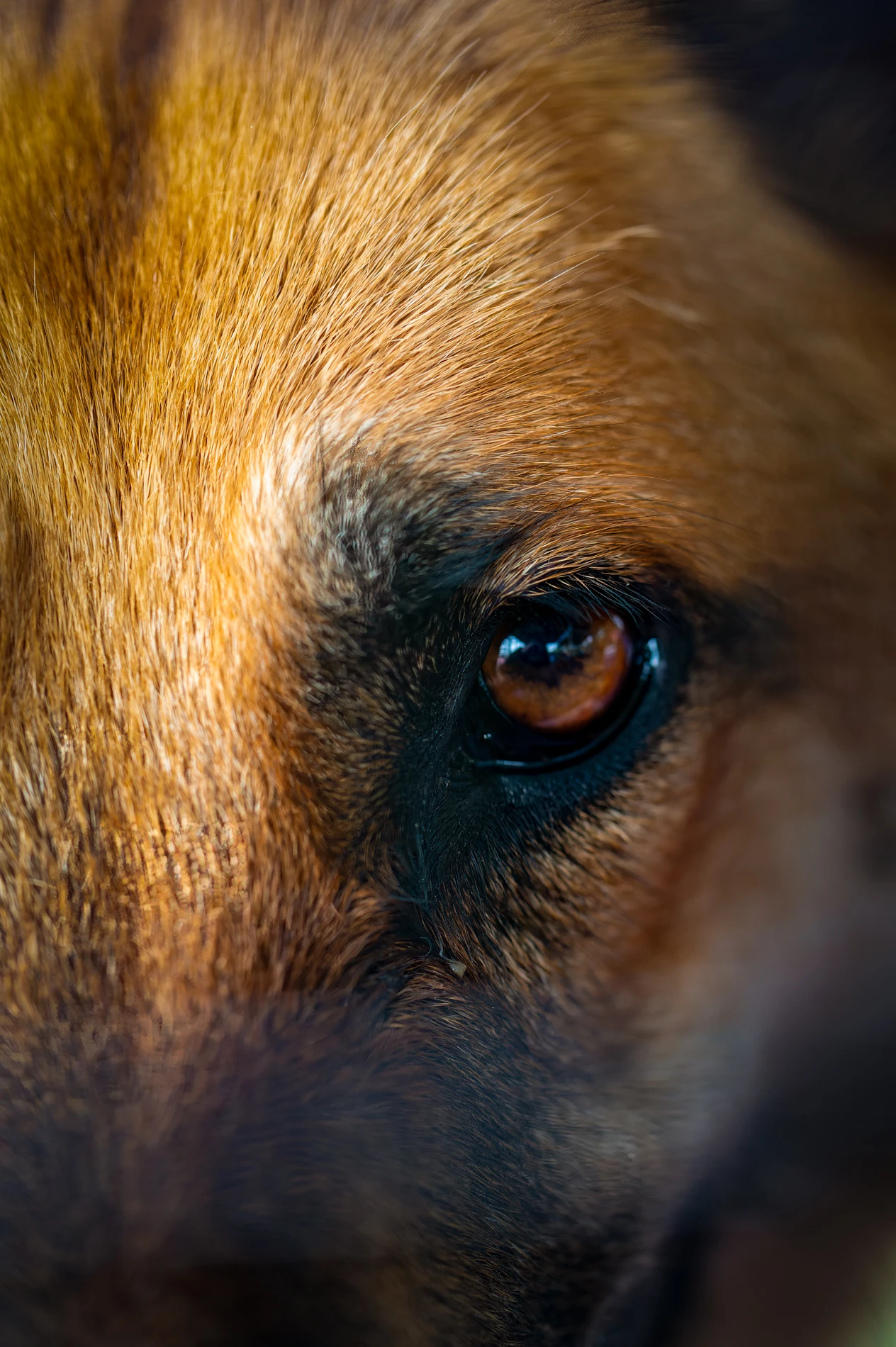 Close-Up Of A Dog'S Eye With Brown Fur And An Attentive Look.