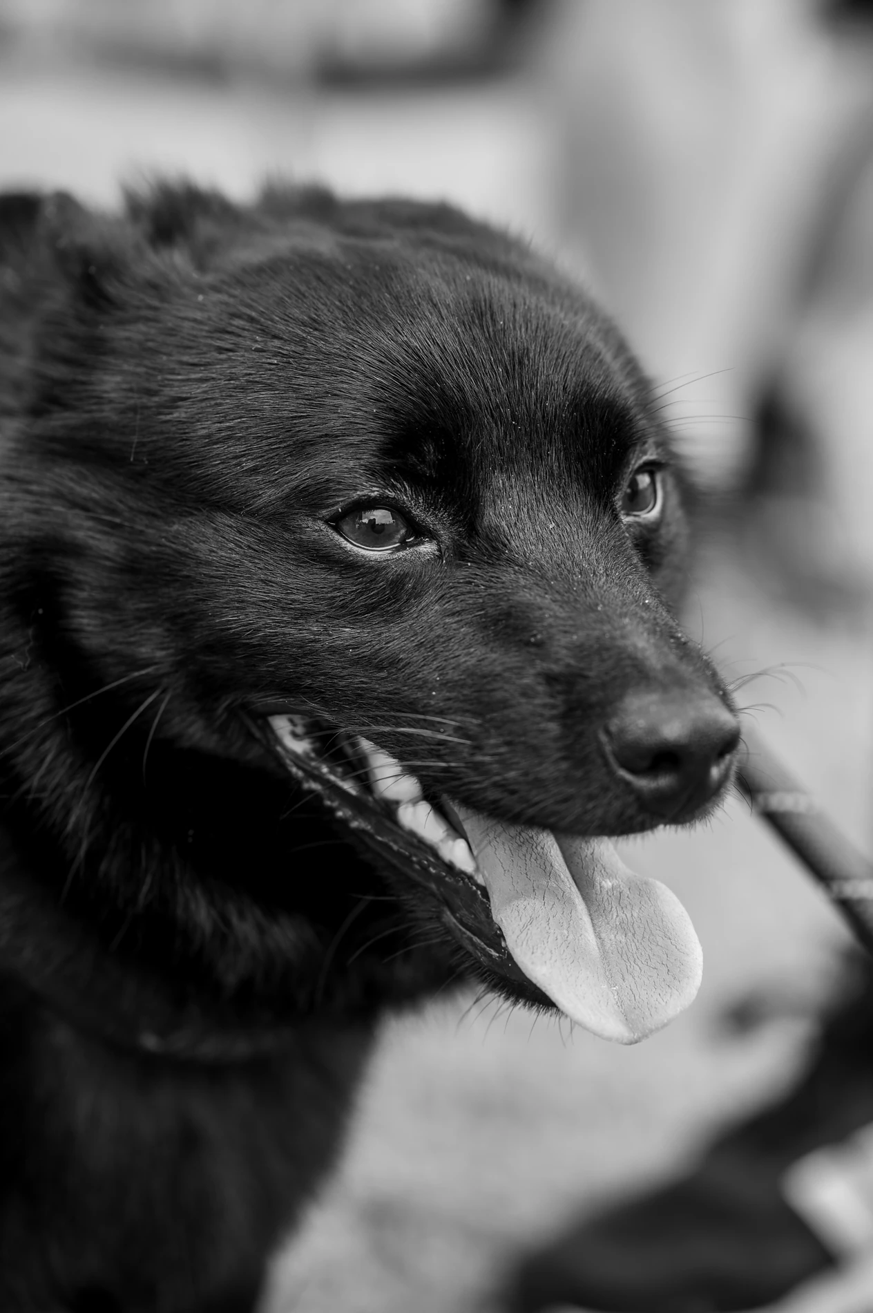 Close-Up Black And White Photo Of A Panting Dog With Visible Teeth, Tongue, And Dark Fur.