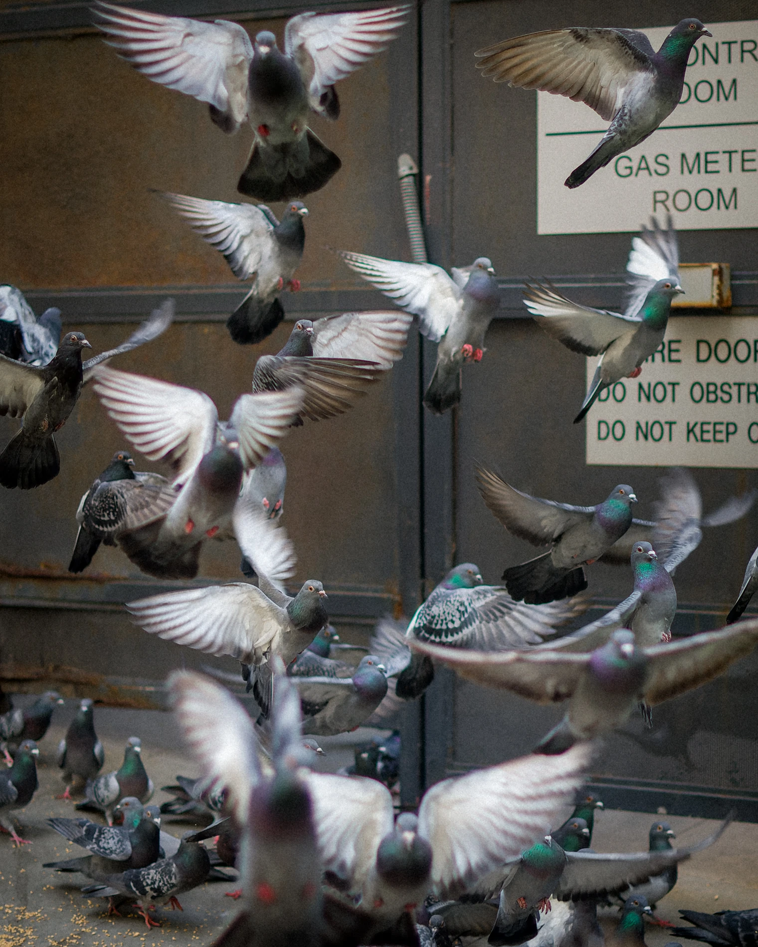 Galleries Pigeons Flying Sydney