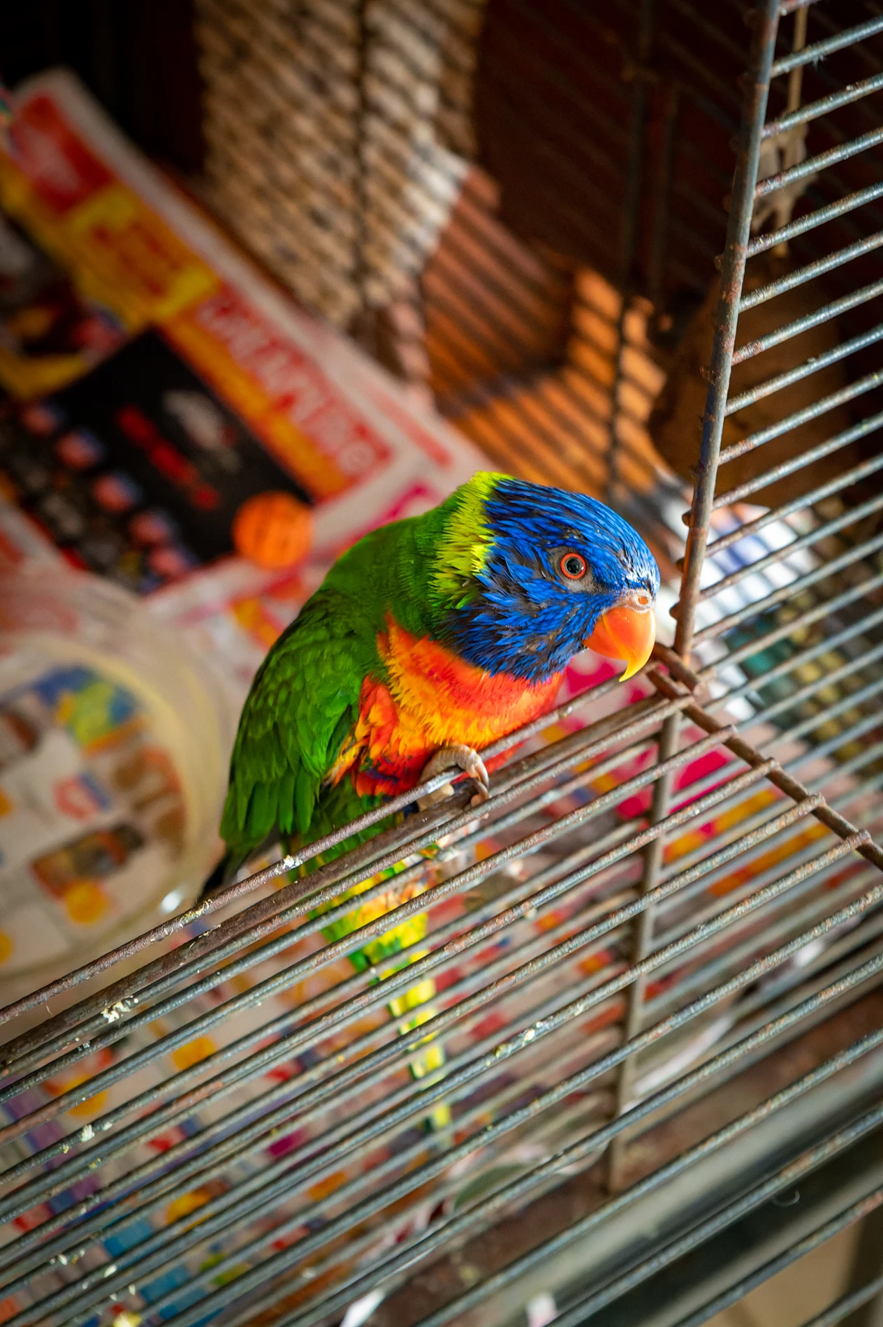 Colorful Parrot With Blue Head, Green Wings, Orange-Red Chest In Metal Cage With Newspaper.