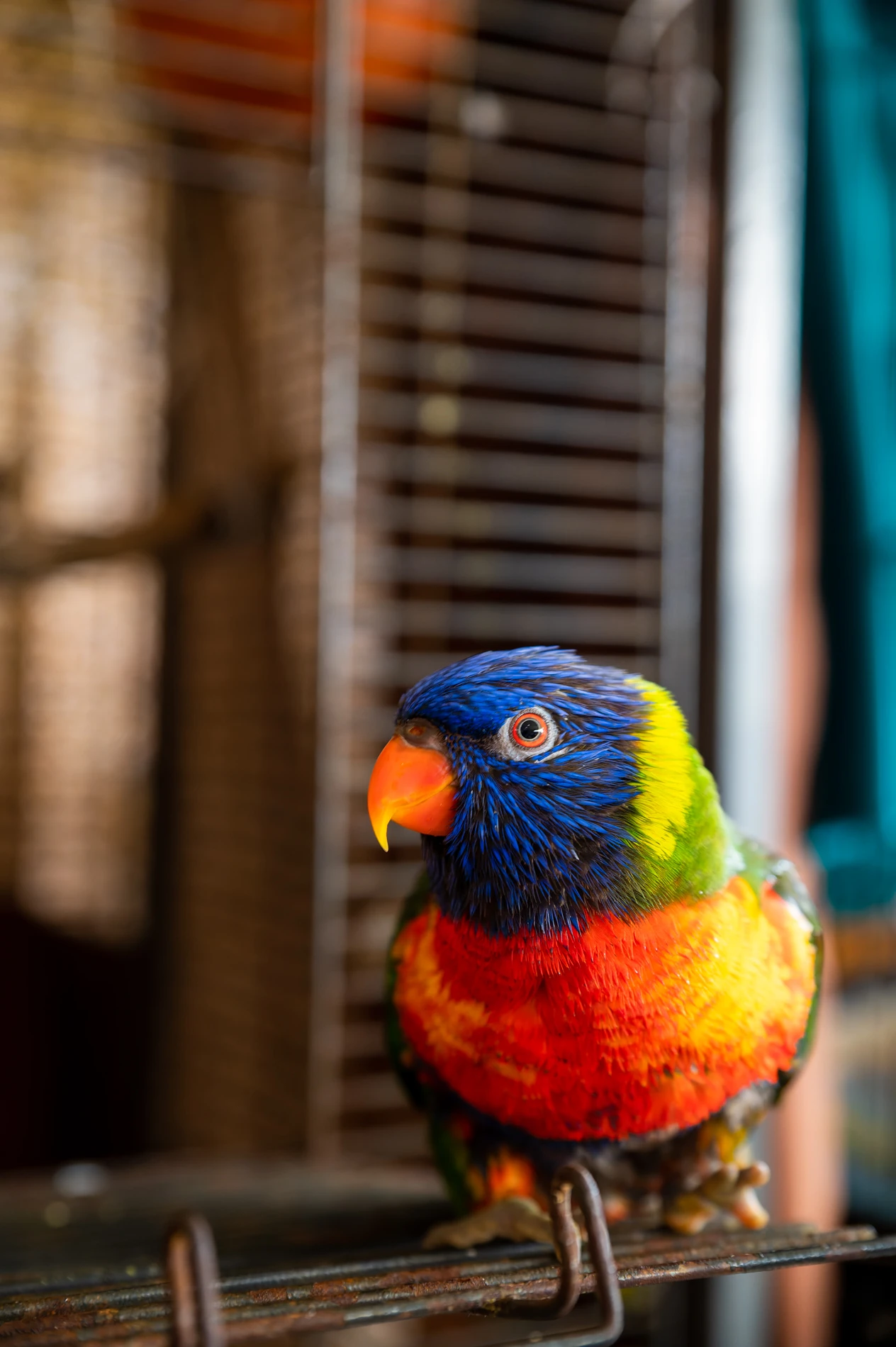 Brightly Colored Parrot With Blue, Green, Yellow, Red Plumage, Orange Beak, Near A Cage.