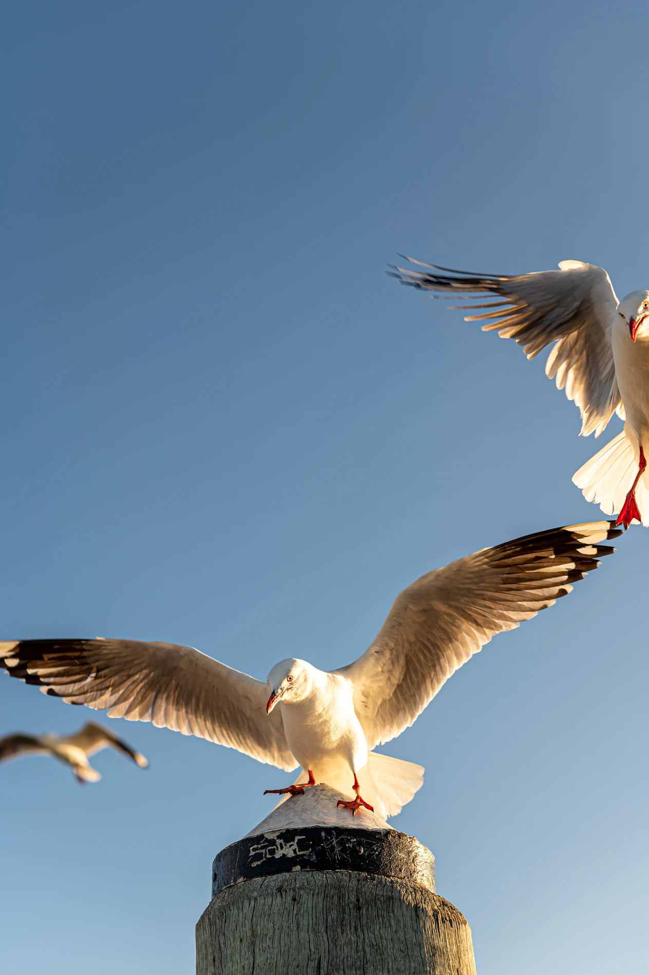 Seagulls In Flight With One Perched On A Post Against A Clear Blue Sky.
