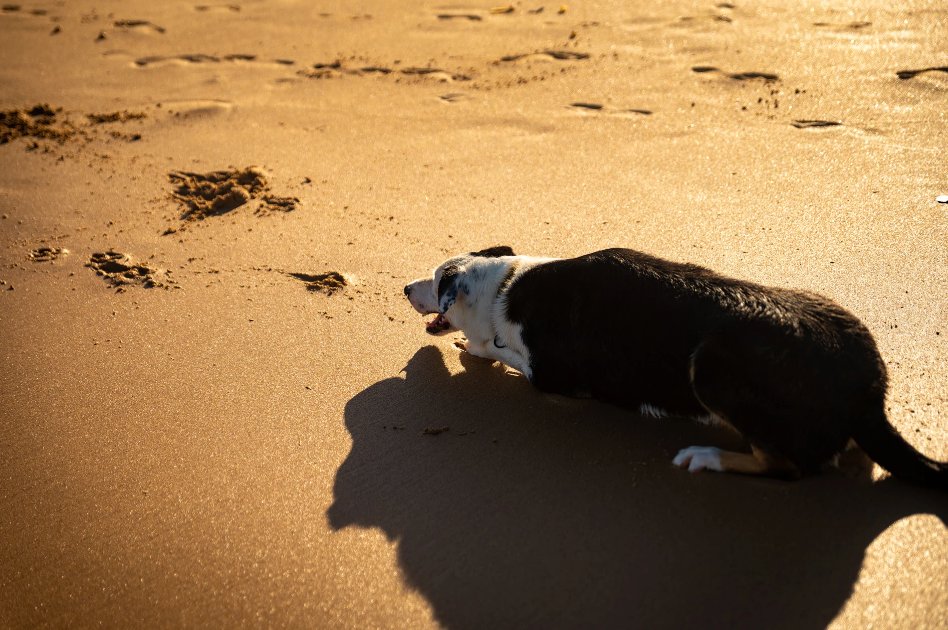 Dog With Black And White Coat Lying On Sandy Beach, Casting Shadow In Sunlight, Paw Prints Nearby.