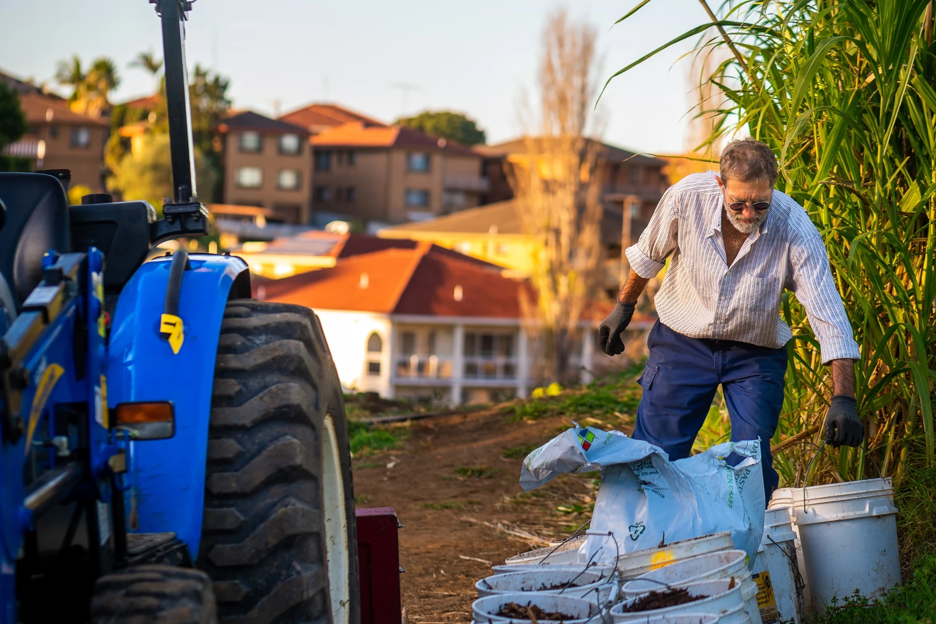 Man gardening near blue tractor, handling soil buckets, beside tall plants, with houses in background.