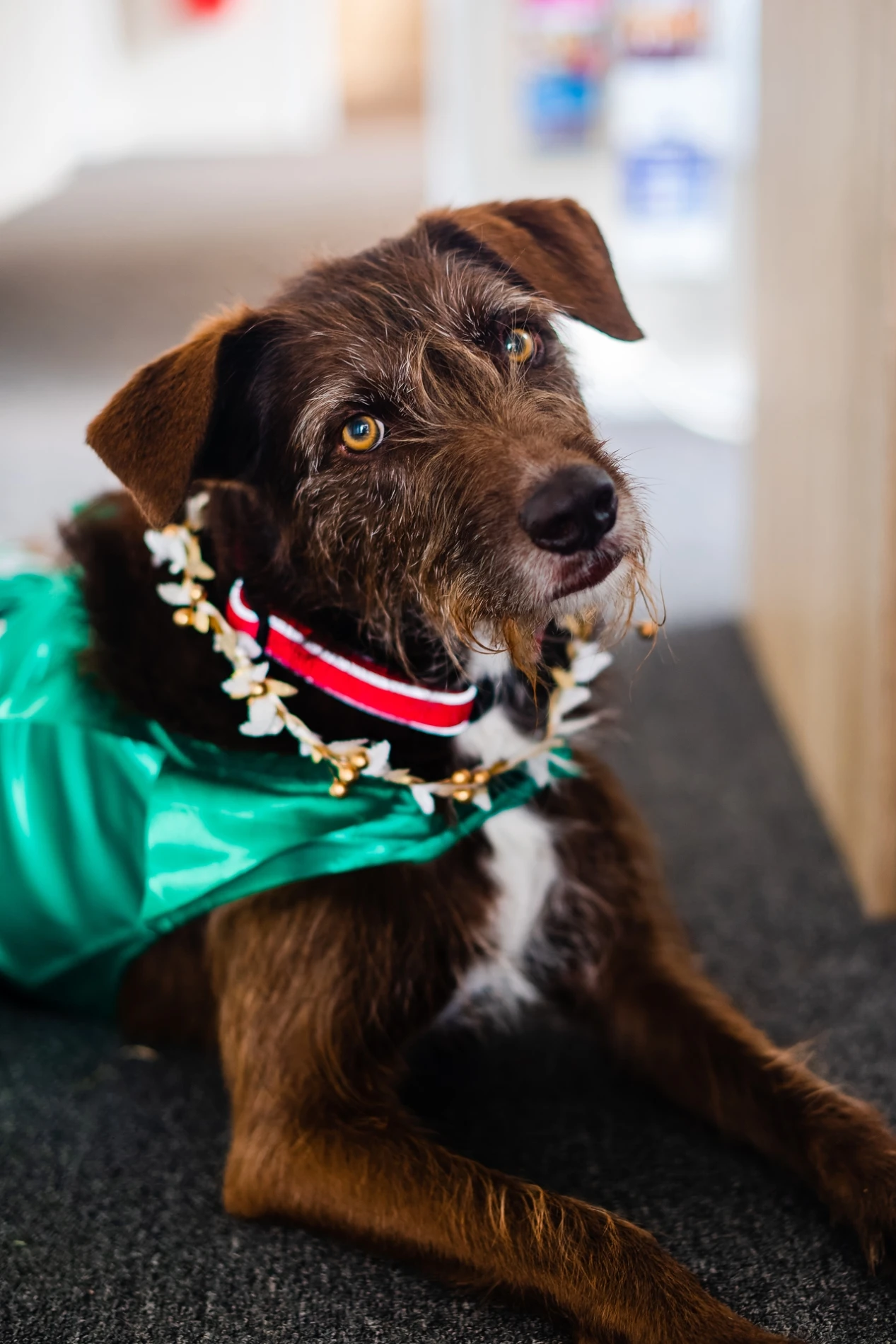 Brown Dog In Green Outfit With Floral Collar, Lying On Carpet, Head Tilted, Looking Up.