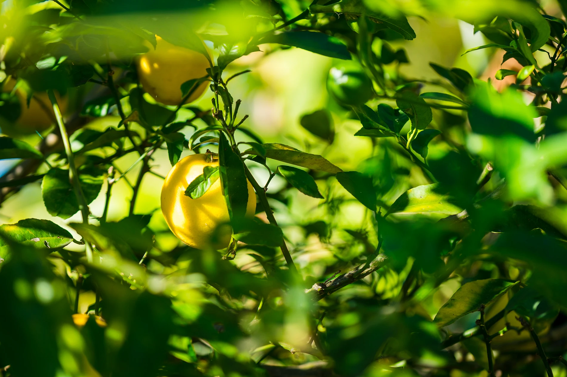 Post Green Connect Lemon Bush