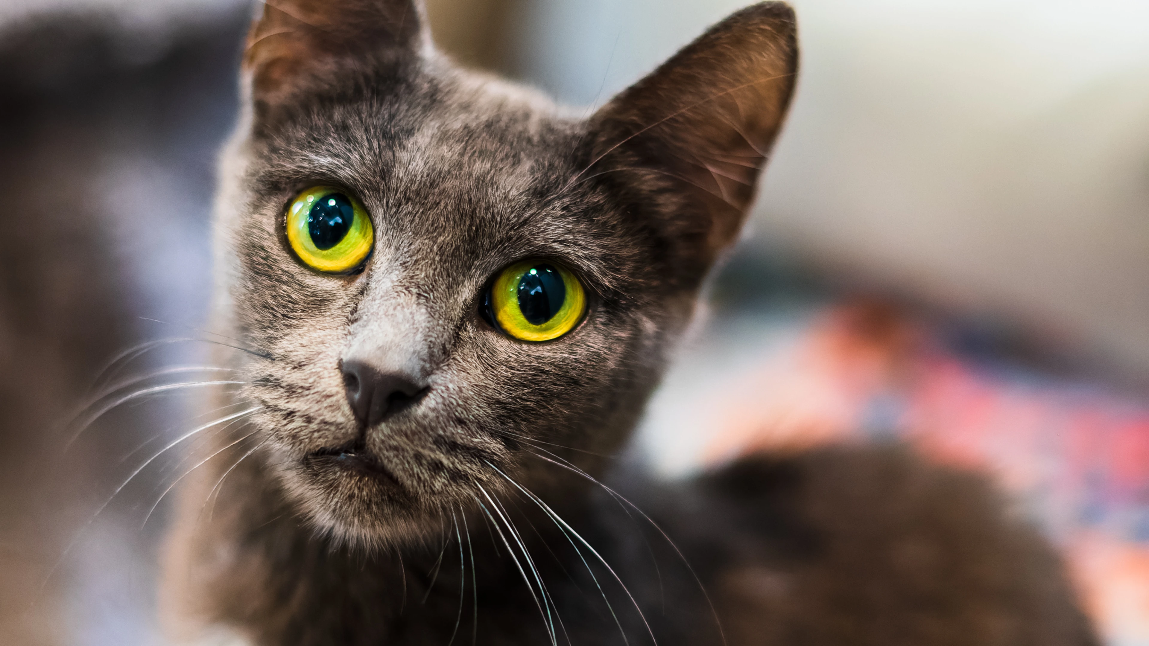 Volunteer Photography: A Day At Animal Welfare League Nsw 1 Grey Cat With Yellow Eyes, Closeup, Blurred Background, Facial Features In Focus.