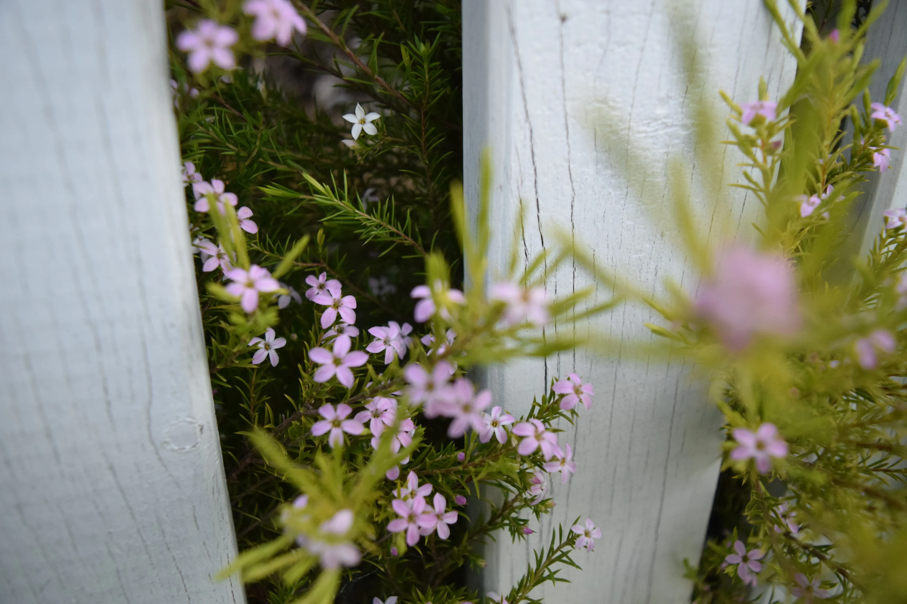 Post Content Gallery 01 Early Pics Fence And Little Flowers Scaled