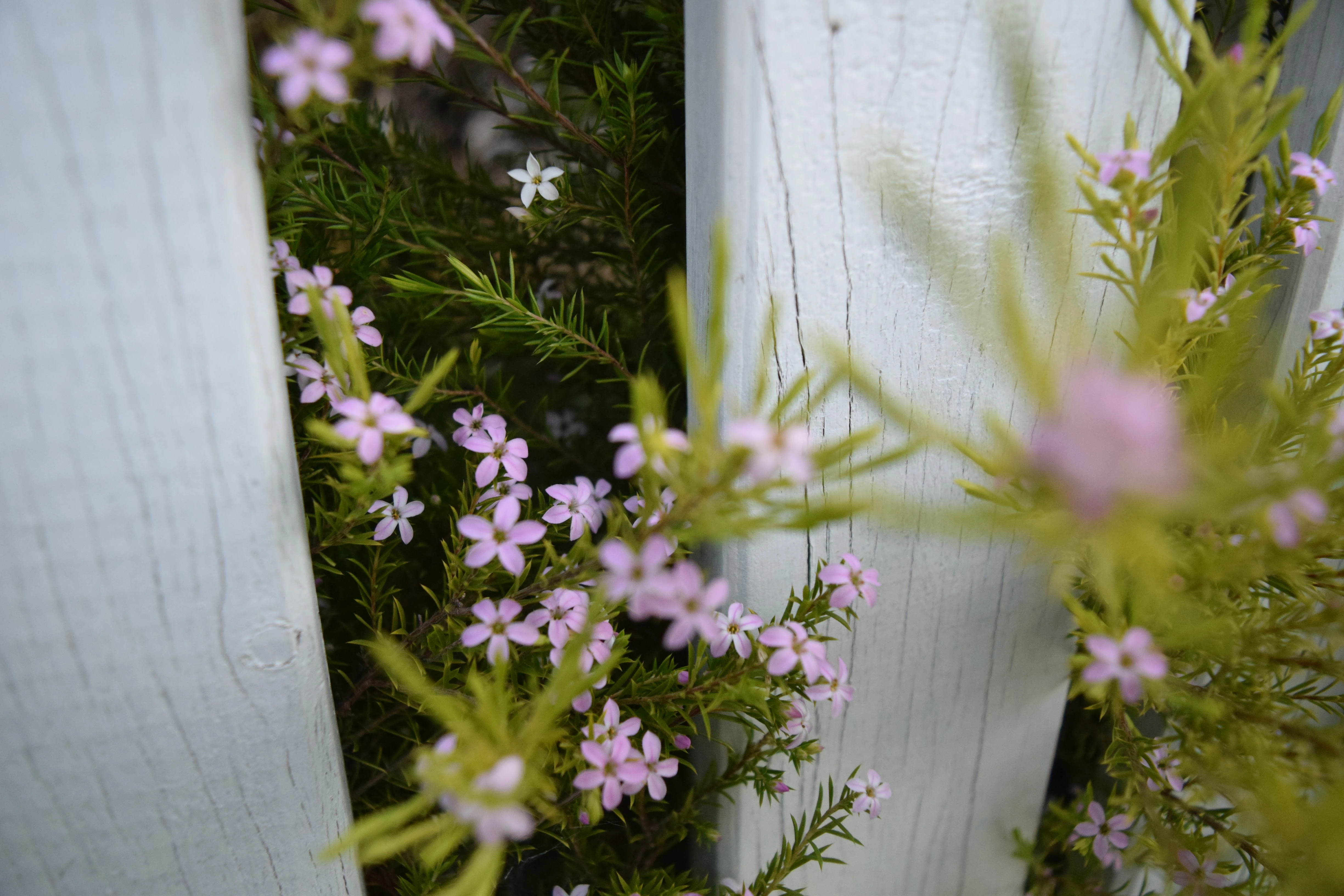 Cluster Of Pink And White Flowers With Green Leaves Near A Worn White Wooden Fence.