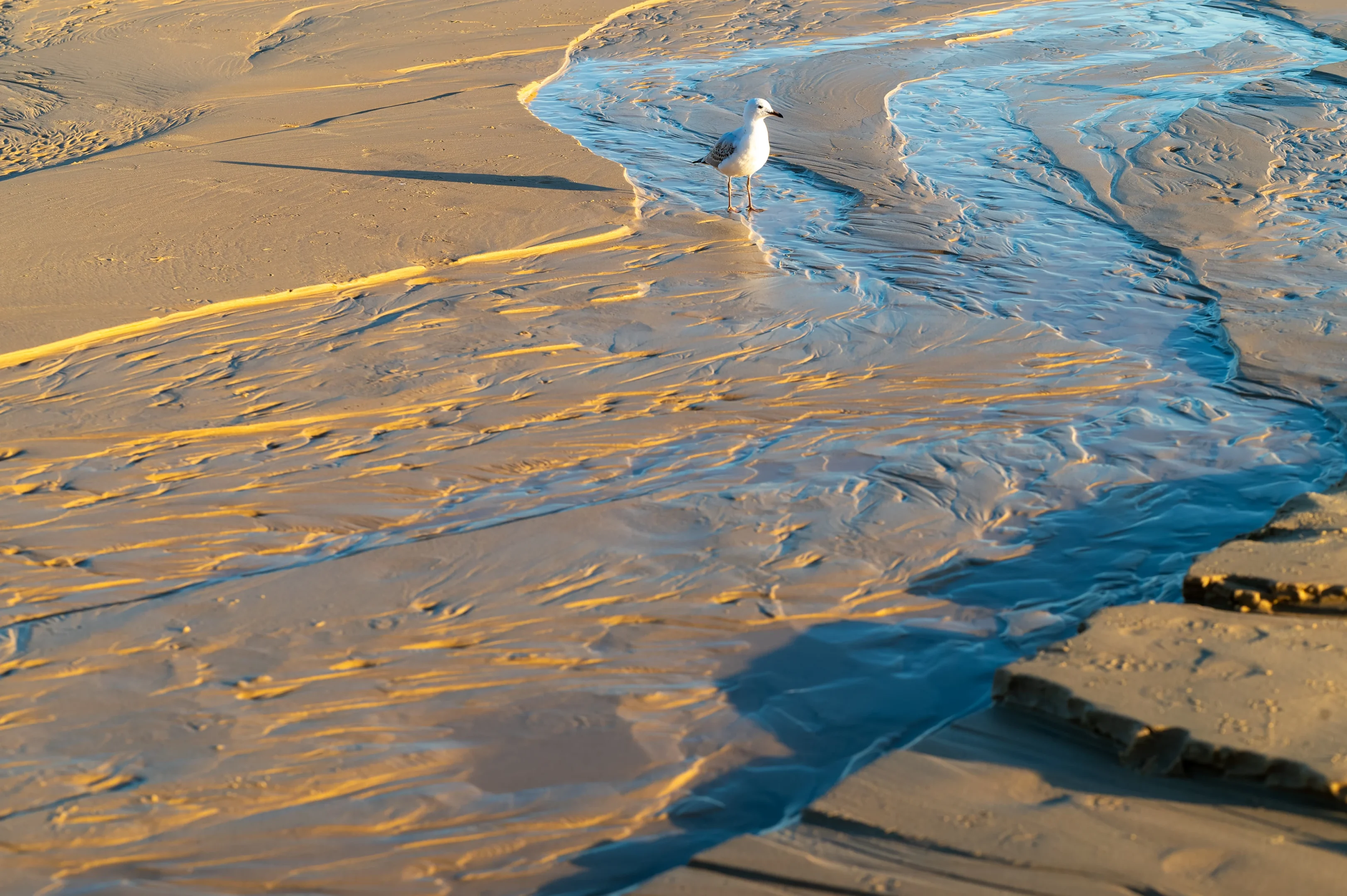 Beyond The Illawarra Postcard: 5 Unexpected Spots For Spring Photos 1 An Illawarra Seagull Standing On Wet Sand Near A Tidal Stream On A Beach At Sunset.
