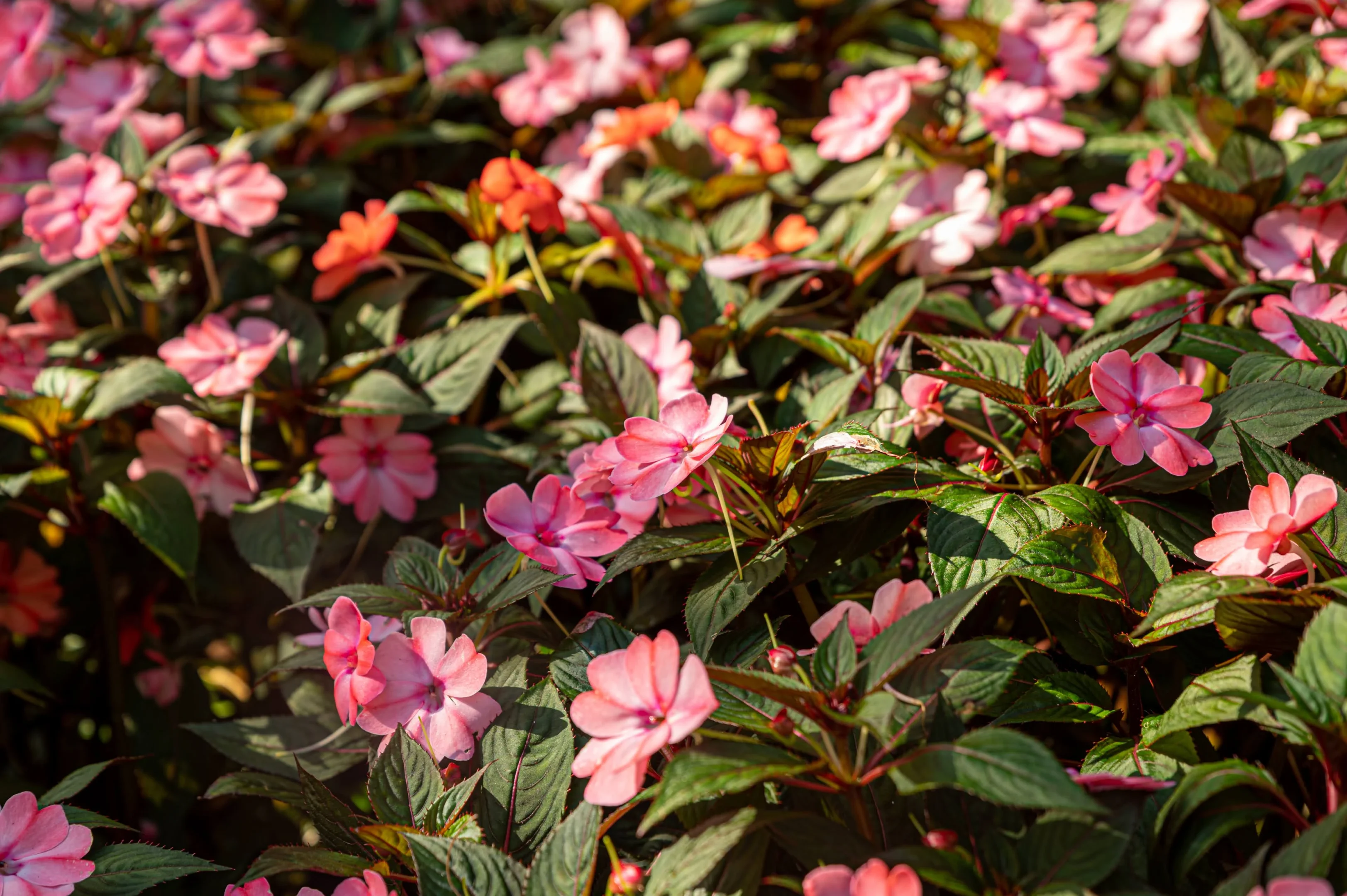 The 5 Best Family Photo Locations In The Illawarra For Autumn 2026 1 The 5 Best Family Photo Locations In The Illawarra For Autumn 2026